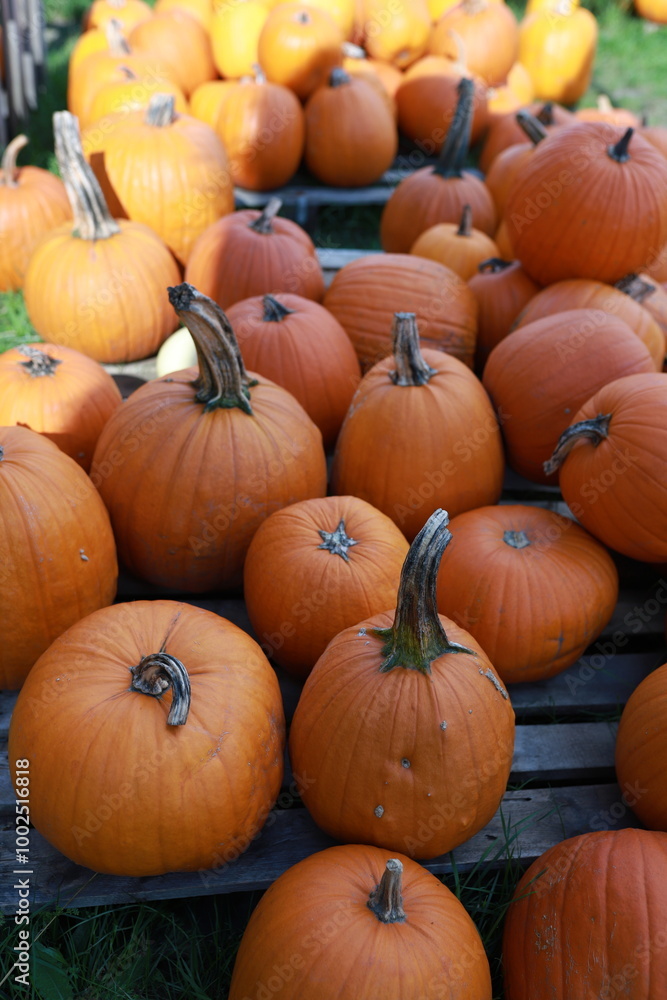 A large number of ripe pumpkins. Healthy eating using pumpkin. Sweet pumpkin fruits. Growing and selling berries. A large number of ripe pumpkins. Healthy eating using pumpkin. Sweet pumpkin fruits. Growing and selling berries.