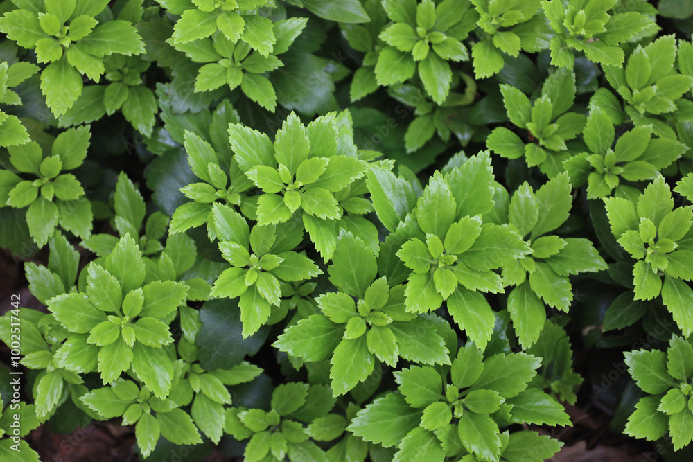 Green garden plants made natural foliage pattern. Japanese pachysandra evergreen carpet in city park. Horizontal nature background, photo with place for text.