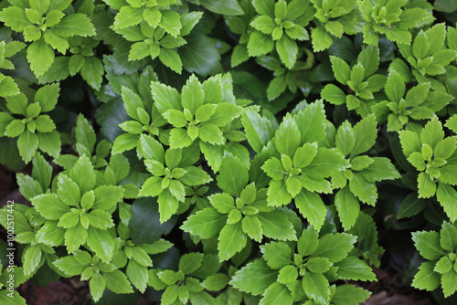 Obraz na płótnie Green garden plants made natural foliage pattern. Japanese pachysandra evergreen carpet in city park. Horizontal nature background, photo with place for text. w salonie