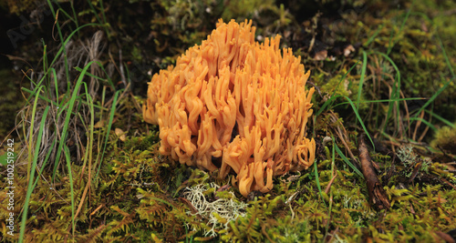 Wild clavariaceae mushroom edible in forest of China