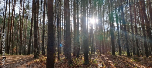 morning in the forest