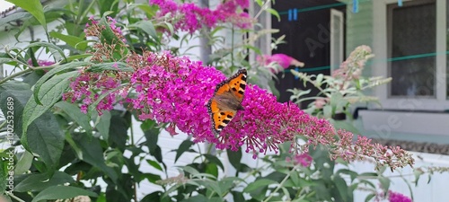 flowers in the garden