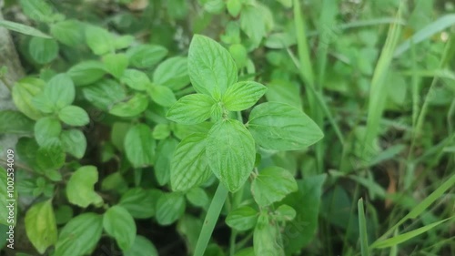 Pouzolzia zeylanica plant leaves with detailed texture under natural sunlight in the wild