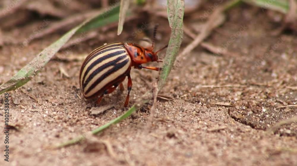 Close-up of potato beetle or potato bug searching food on ground on its way to farm field or potato field as insect pest comes in big swarms and threatens farmers and farmlands as animal pest bugs Close-up of potato beetle or potato bug searching food on ground on its way to farm field or potato field as insect pest comes in big swarms and threatens farmers and farmlands as animal pest bugs
