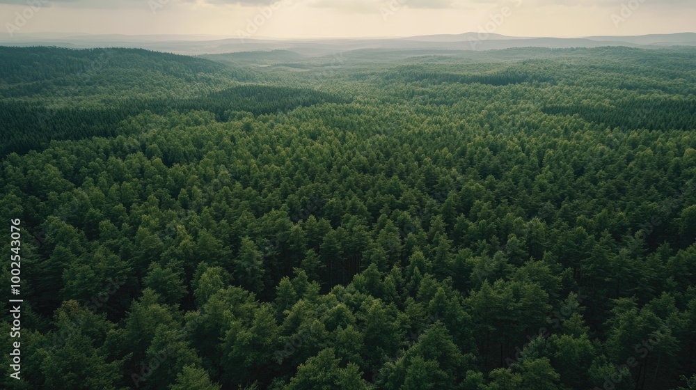 A drone view of a vast, sprawling forest with a mix of deciduous and evergreen trees, stretching across rolling hills. A drone view of a vast, sprawling forest with a mix of deciduous and evergreen trees, stretching across rolling hills.