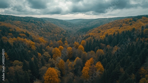 A drone view of a vast, sprawling forest with a mix of deciduous and evergreen trees, stretching across rolling hills.