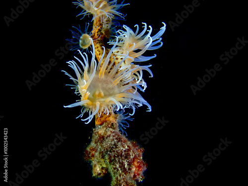 Fotografie Sea anemones on gorgonians