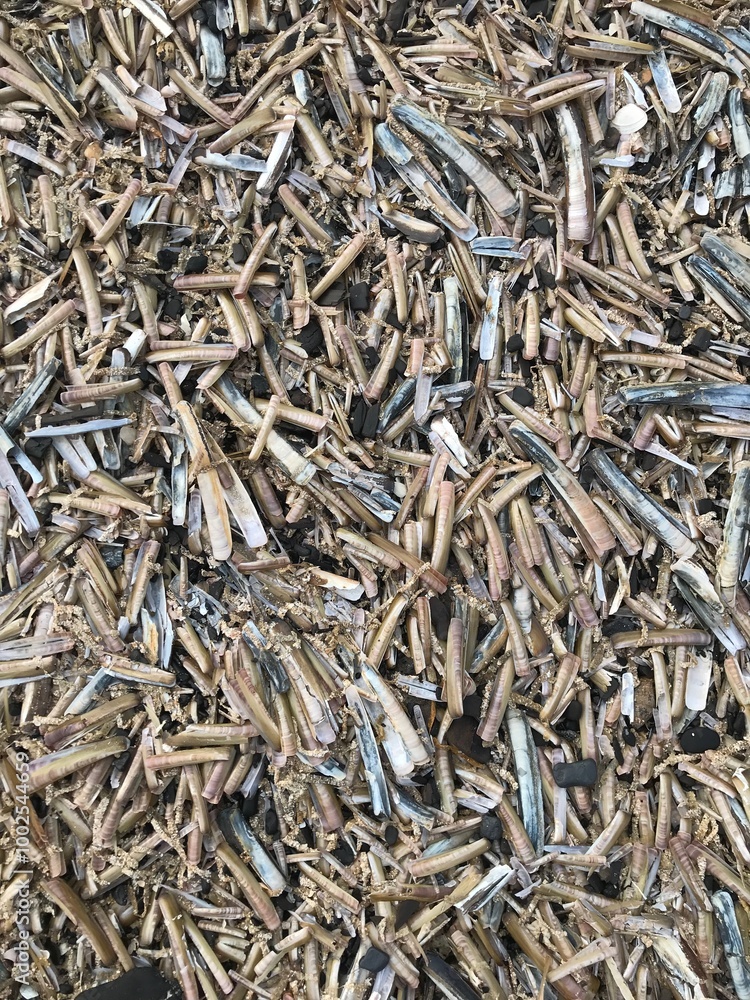 lots of shells lots of shells
