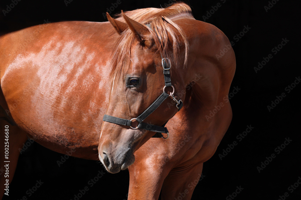 Beautiful bay race horse standing in dark stable doorway