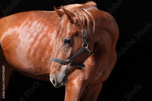 Obraz na płótnie Beautiful bay race horse standing in dark stable doorway w salonie