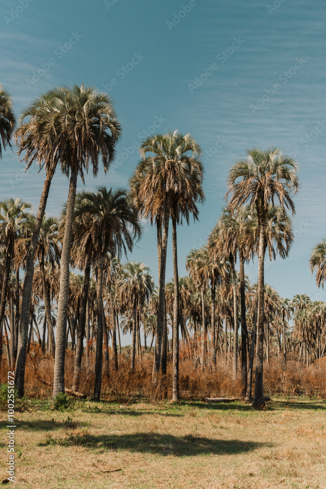 Fototapeta premium Palm Forest