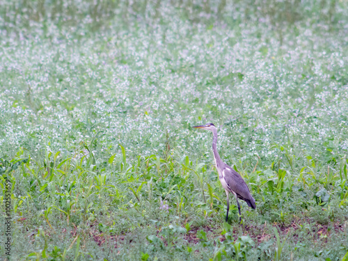 Grey heron Ardea cinerea standing in a meadow. Looking for food in tall grass. photo