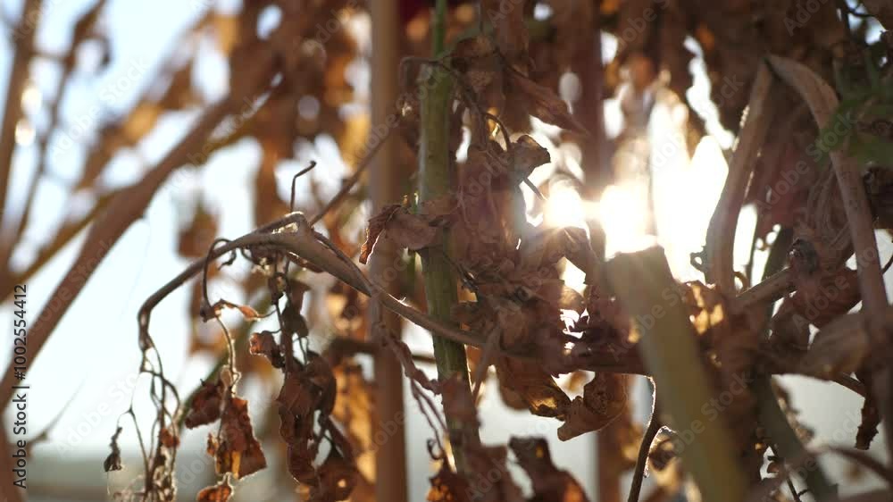 Close up of dried leaves of a cherry tomato plant infected with fungus Close up of dried leaves of a cherry tomato plant infected with fungus