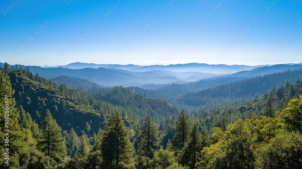 A view of a forested mountain range, with layers of trees stretching to the horizon under a clear, blue sky. A view of a forested mountain range, with layers of trees stretching to the horizon under a clear, blue sky.