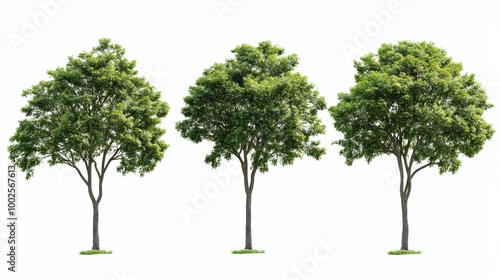 An isolated green tree stands prominently against a clean white background, showcasing its vibrant foliage and distinctive shape.