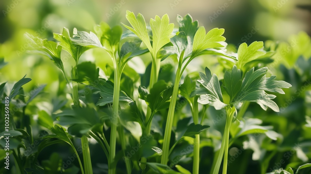 Fresh green parsley plants growing vigorously in a sunny garden, showcasing healthy leaves and strong stems during springtime Fresh green parsley plants growing vigorously in a sunny garden, showcasing healthy leaves and strong stems during springtime