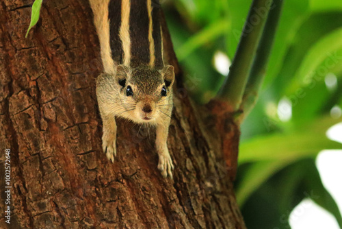 Indian palm squirrel or three-striped palm squirrel. The squirrel family includes three squirrels, ground squirrels, chipmunks, marmots, flying squirrels. Squirrels are members of the family Sciuridae photo