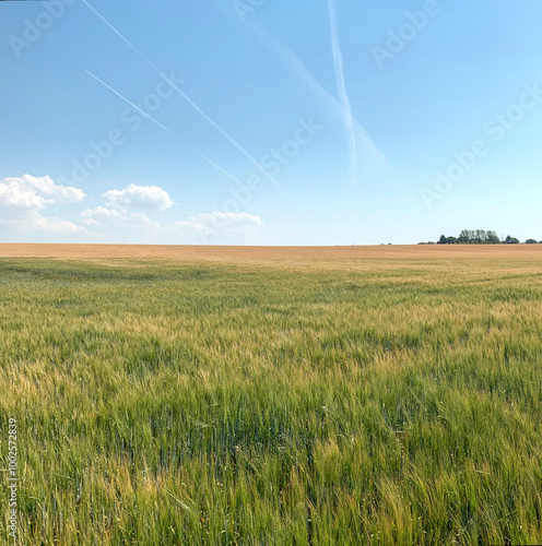 Cereal growing on undulating open field