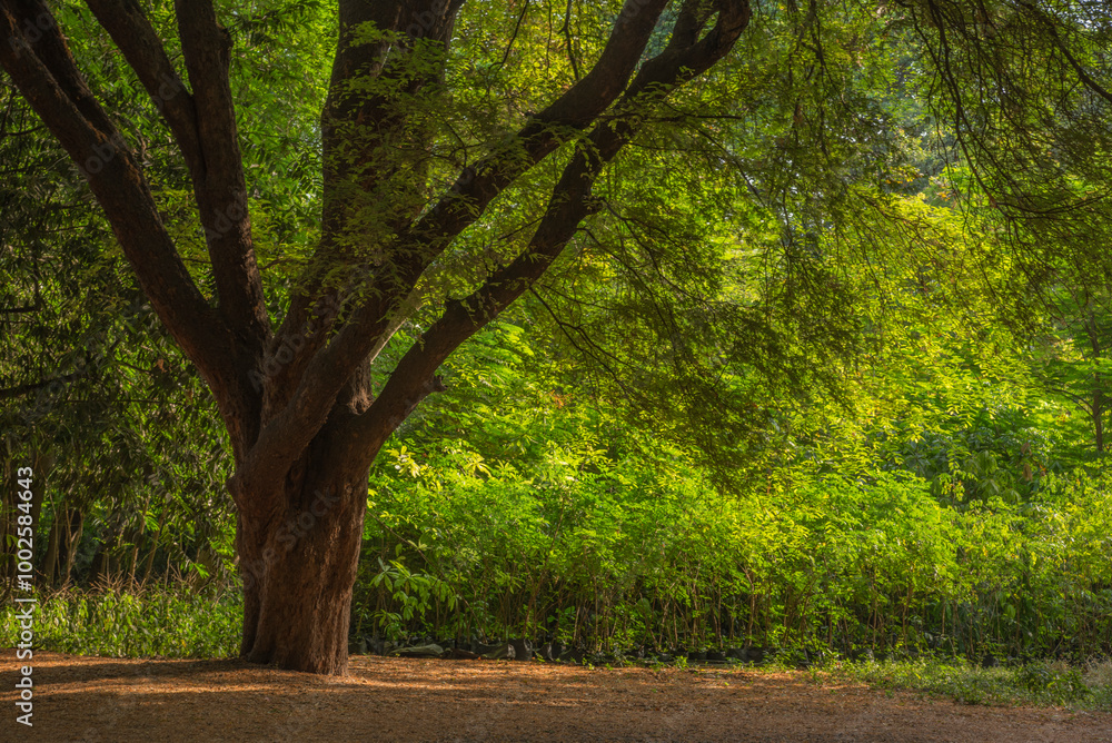 Obraz premium Peaceful landscape, Big tree on green background, Maharashtra, India. Background, cover, copy space, wallpaper