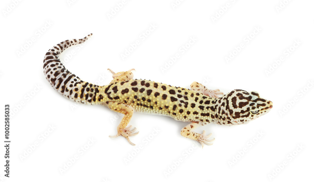 Naklejka premium One beautiful gecko isolated on white. Exotic pet