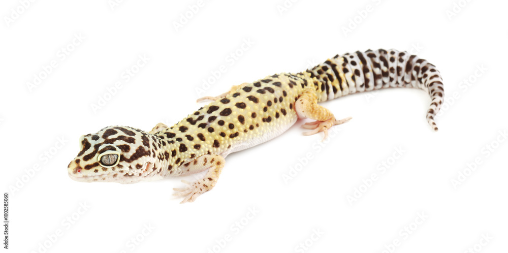 One beautiful gecko isolated on white. Exotic pet One beautiful gecko isolated on white. Exotic pet