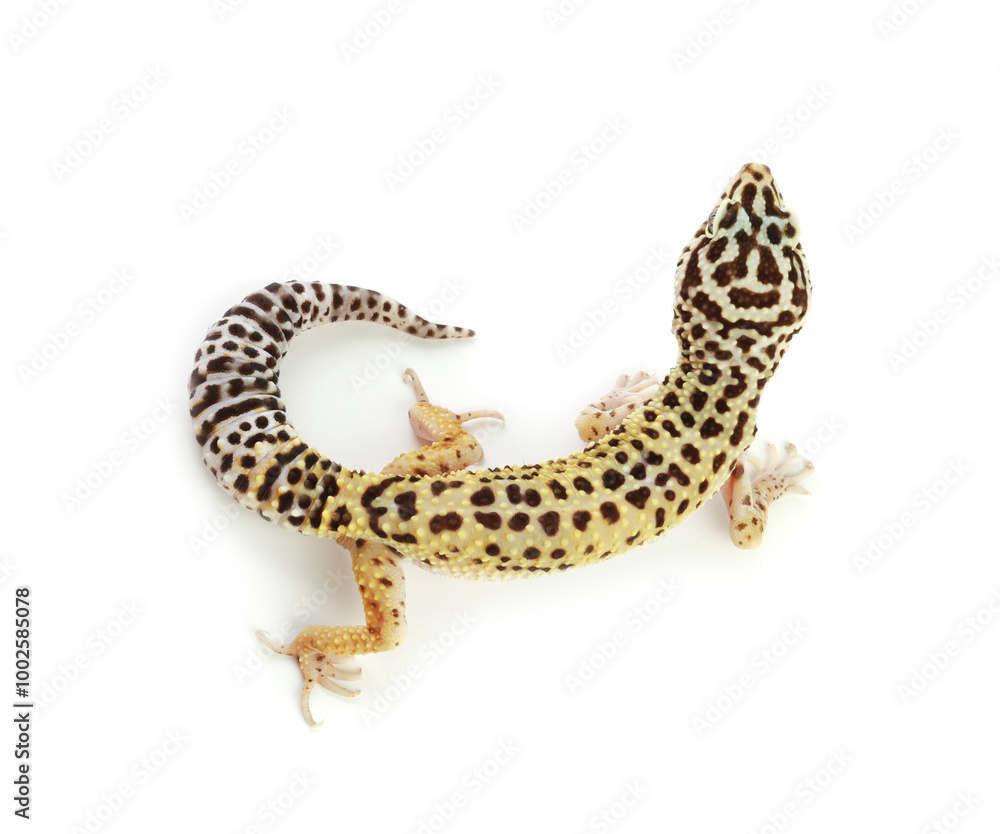 Naklejka premium One beautiful gecko isolated on white, top view