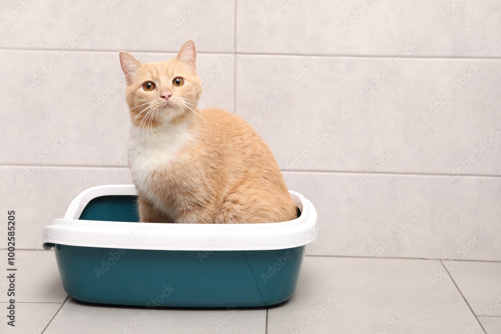 Cute ginger cat in litter tray indoors, space for text Cute ginger cat in litter tray indoors, space for text