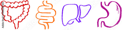 Internal Organs Related Icons Icon Crayon Chalk Drawing Vector