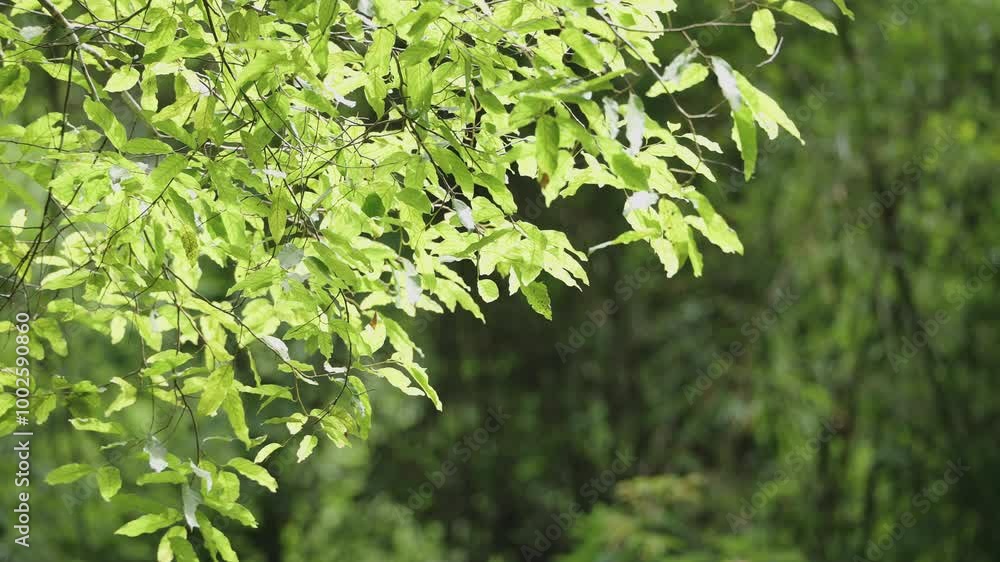 green leaves sunshine background. Spring tree forest close up. green leaves sunshine background. Spring tree forest close up.