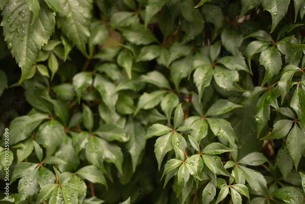 Green leaves background with drops of rain Green leaves background with drops of rain