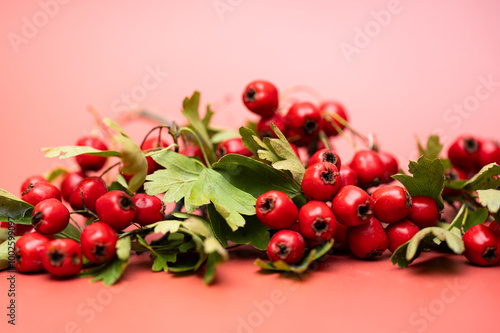 Obraz na płótnie branch with hawthorn berries w salonie