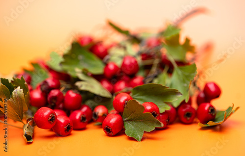 branch with hawthorn berries photo