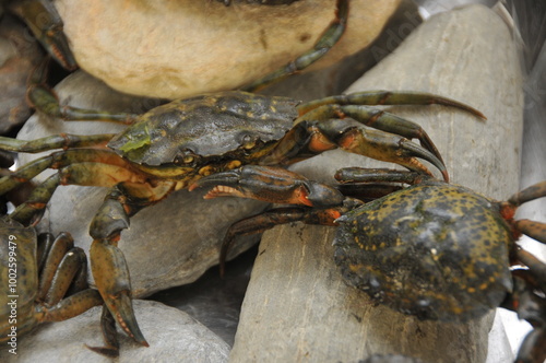 Crabes verts  de Méditerranée photo