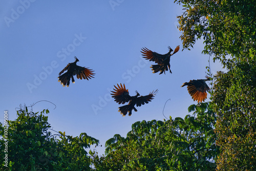 Group of Hoatzin or Andean Coot (Opisthocomus hoazin) flying over the tropical forest, Alta Floresta, Amazon, Brazil photo