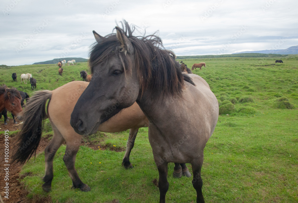 Icelandic horses in a green field Icelandic horses in a green field