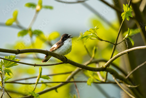 Trauerschnäpper European pied flycatcher (Ficedula hypoleuca) photo