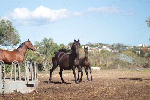 portrait of a horse