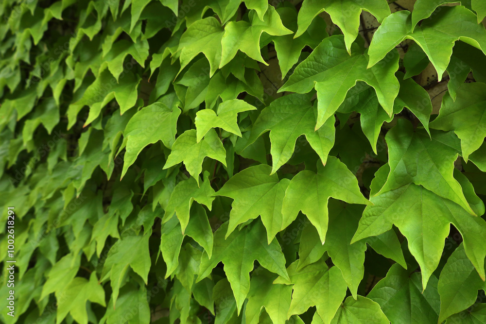 Green wall in wild climbing grapes leaves. Nature background in bright green colors. Full frame floral pattern. Image with copy space. Horizontal perspective receding into the distance.