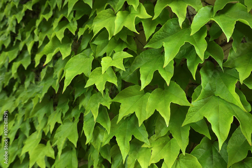 Obraz na płótnie Green wall in wild climbing grapes leaves. Nature background in bright green colors. Full frame floral pattern. Image with copy space. Horizontal perspective receding into the distance. w salonie