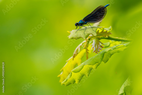 Blauflügel-Prachtlibelle (Calopteryx virgo)  photo