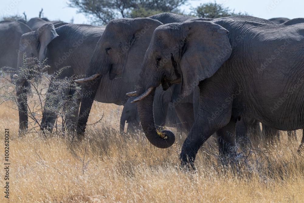 A herd of African Elephants -Loxodonta Africana- grazing on the plains of Etosha National Park, Namibia. A herd of African Elephants -Loxodonta Africana- grazing on the plains of Etosha National Park, Namibia.