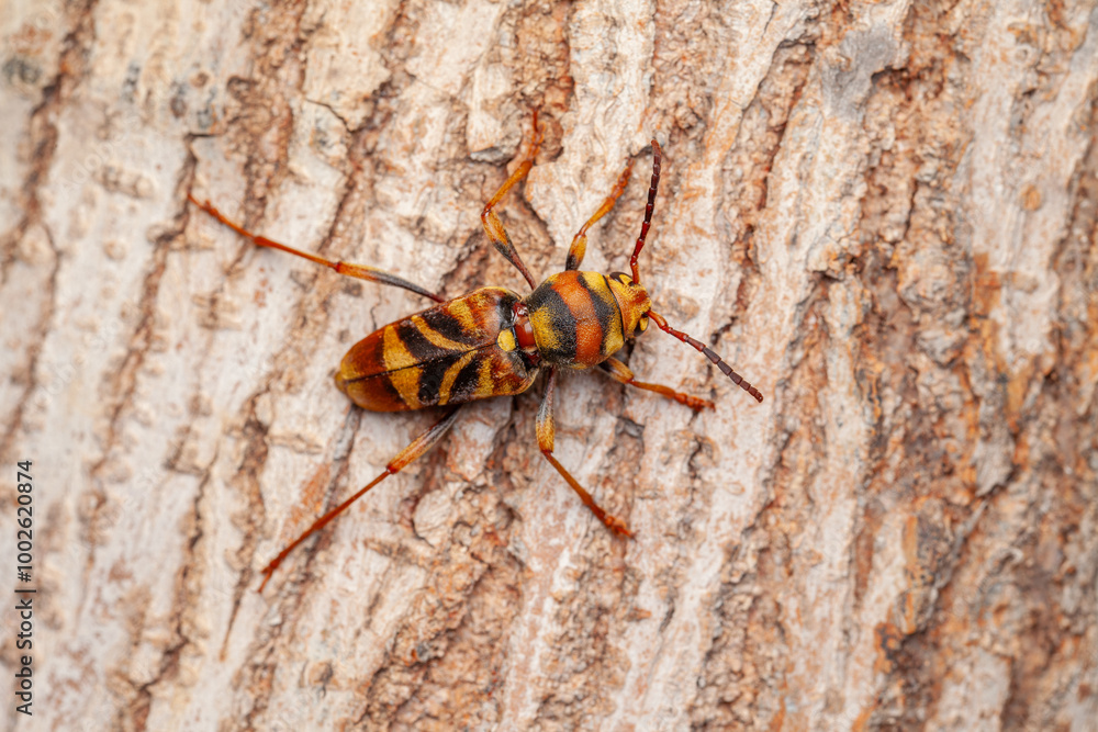 Escarabajo perforador de las moreras, Xylotrechus chinensis Escarabajo perforador de las moreras, Xylotrechus chinensis