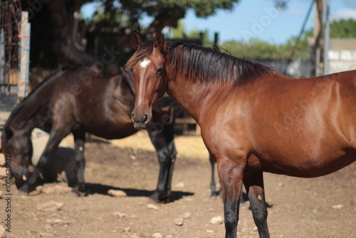 portrait of a horse