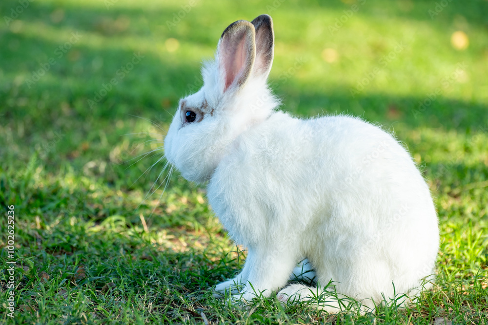 Cute little white rabbit on green grass with natural bokeh as background during spring warm summer day. Young adorable bunny playing in garden and sunlight morning. Cute little white rabbit on green grass with natural bokeh as background during spring warm summer day. Young adorable bunny playing in garden and sunlight morning.