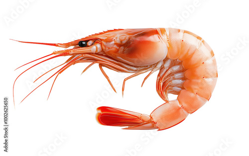 A vibrant whole shrimp isolated against a clean white backdrop for culinary art photo