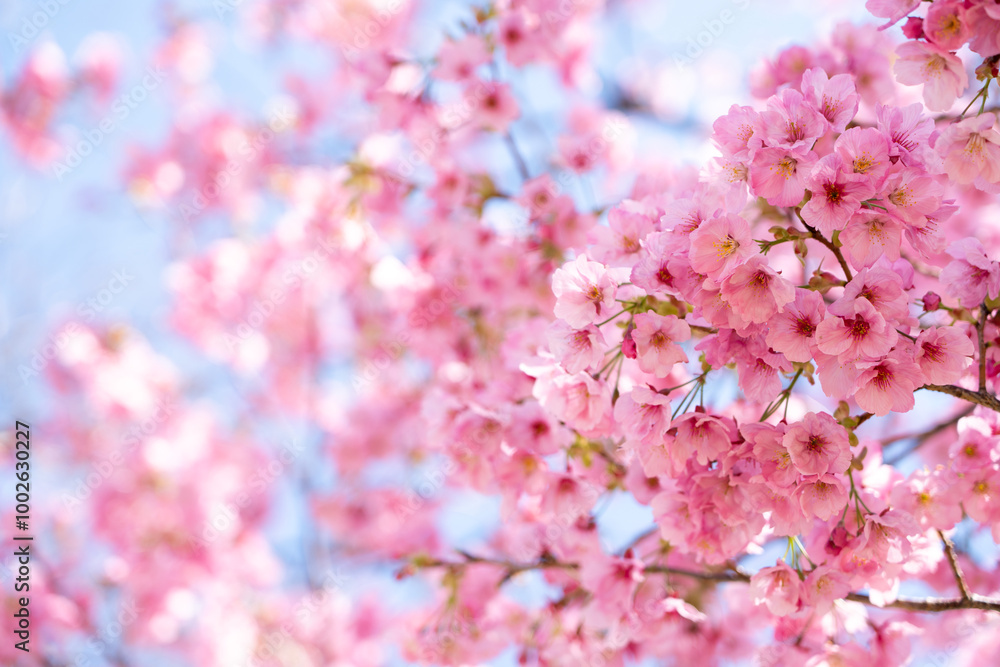 Closed up background of pink color flower sakura (cherry) blossom Closed up background of pink color flower sakura (cherry) blossom