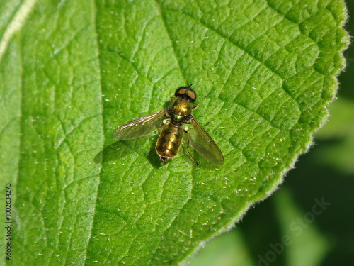 Broad centurion soldier fly (Chloromyia formosa), male sitting on a green leaf photo