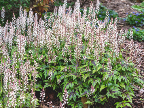 Tiarella Candy Stripe flowering in a garden