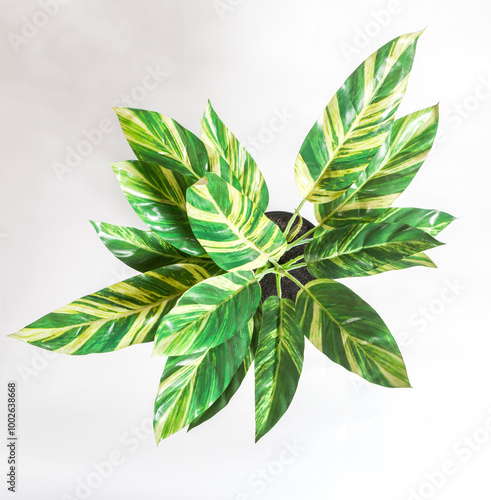 Top view of artificial heliconia or shell ginger ornamental tree, isolated on white background. For design and design elements.