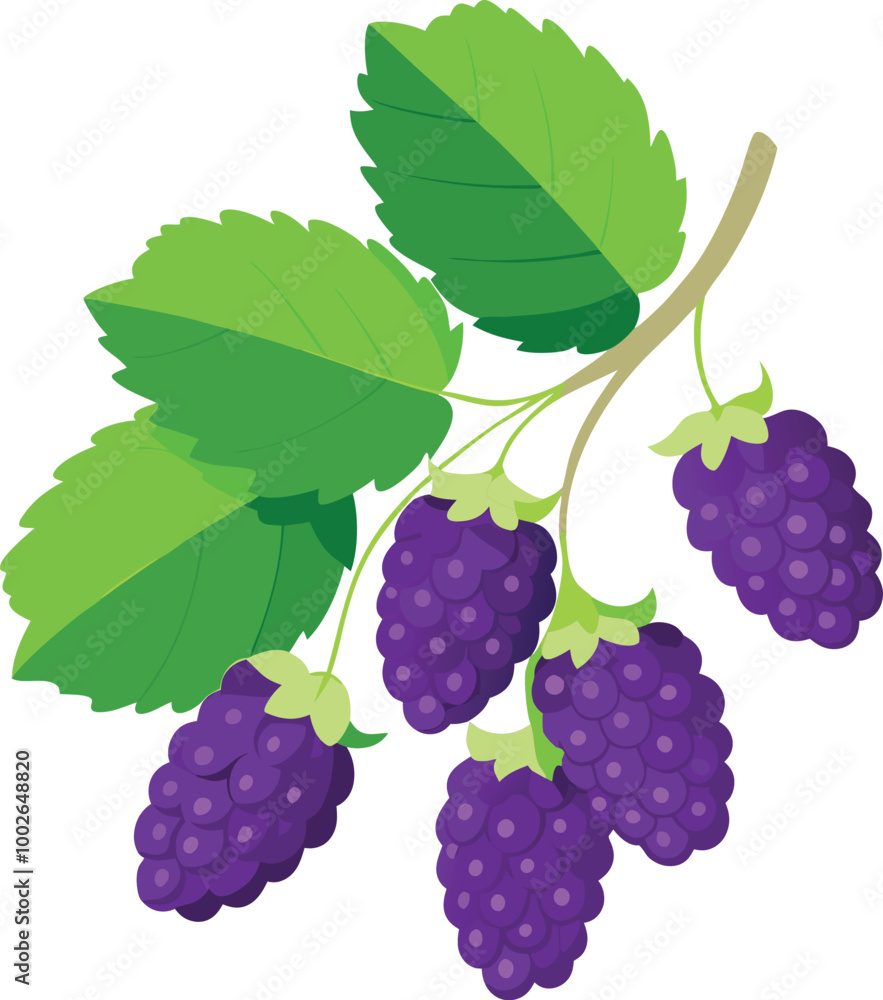 Fototapeta premium Colorful vector image of blackberry fruit accompanied by lush green leaves, highlighting its natural beauty